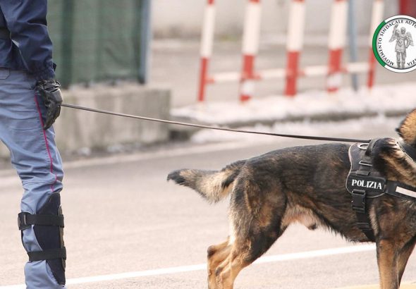 cinofilo cani