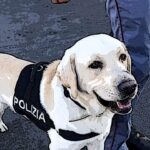 cinofili cane antiesplosivo